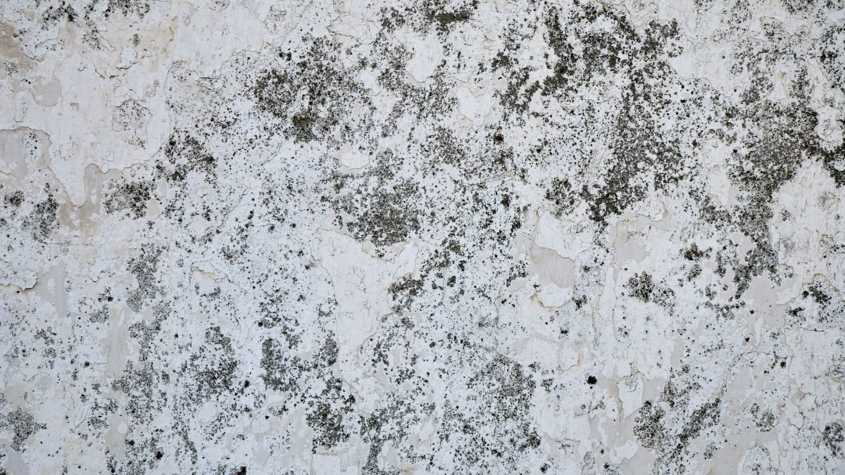 Traces de moisissure sur un mur humide de logement