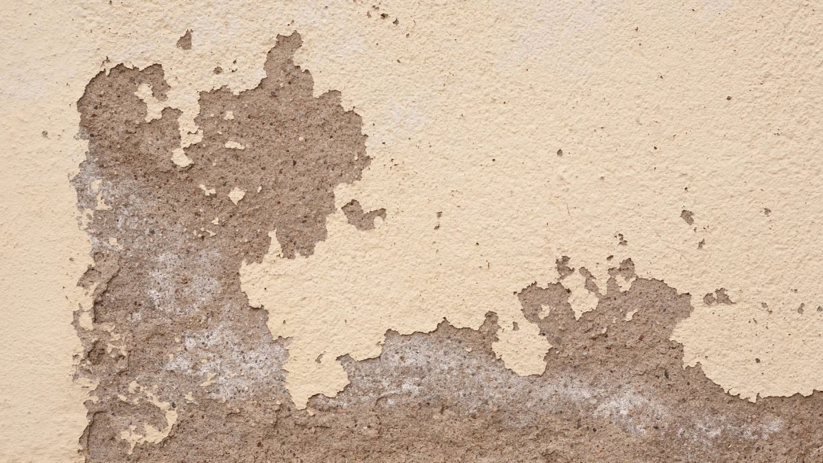 Peinture cloqu&eacute;e en bas de mur, signe d&rsquo;une fuite d&rsquo;eau dans un logement lyonnais